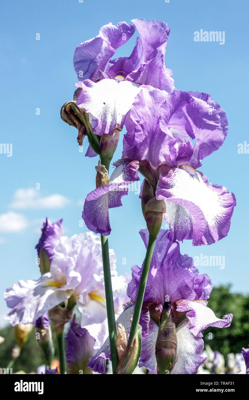 Purple Iris' Kytice', Iris, Tall Bearded Iris, schöner Garten Blumen, mehrjährige Pflanze Stockfoto