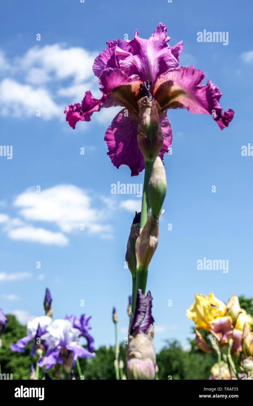 Purple Iris' Himbeere Ripples", Iris, Tall Bearded Iris, schöner Garten Blumen, mehrjährige Pflanze Stockfoto