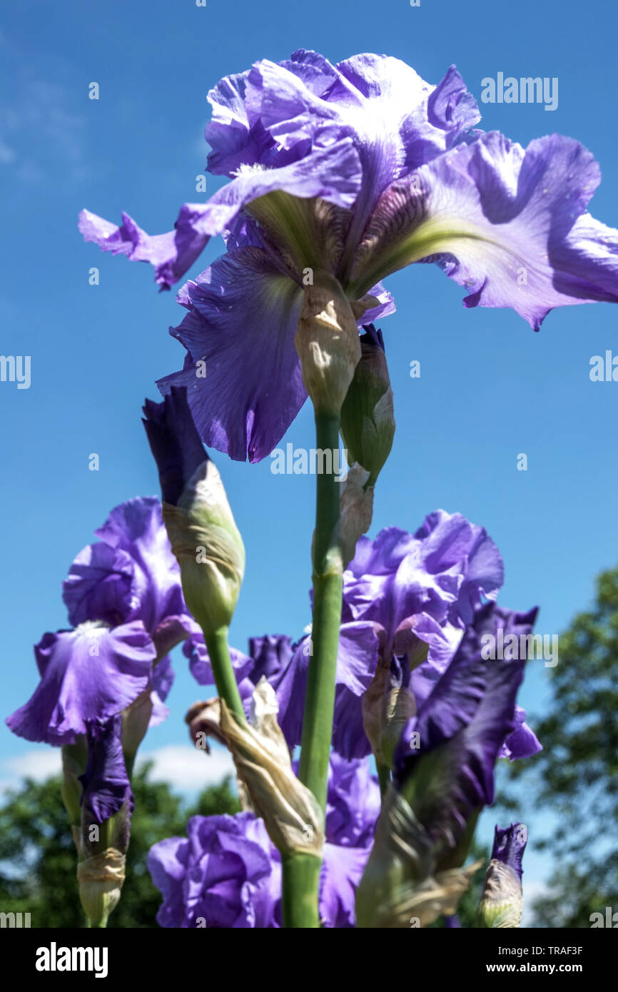 Tall Bearded Iris, Blau Iris' Big League', Iris, mehrjährigen Pflanzen Stockfoto