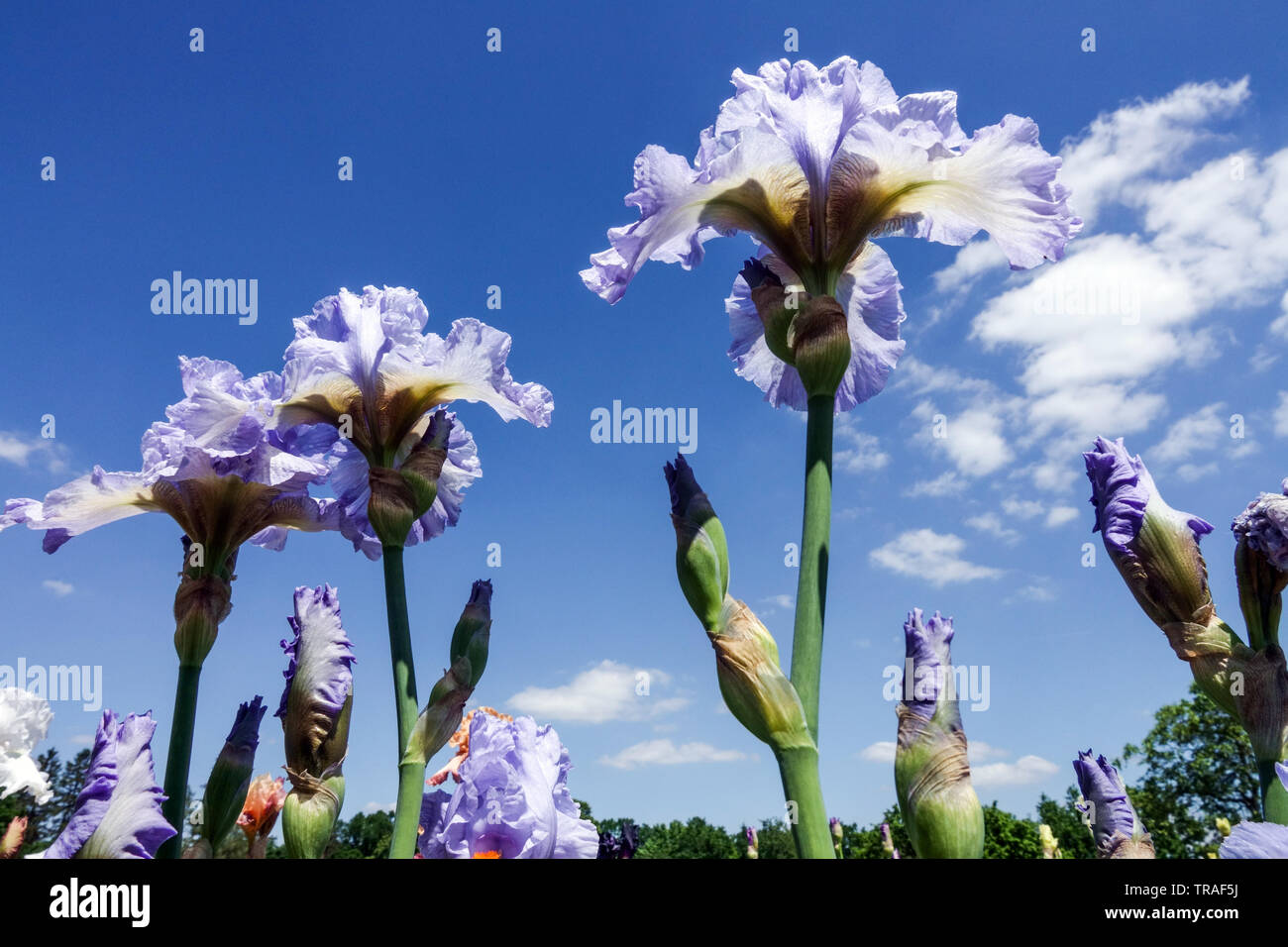 Prinzessin iris Fotos und Bildmaterial in hoher Auflösung Alamy