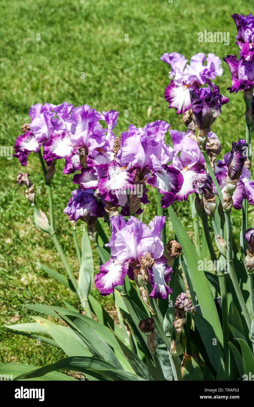 Lila weiße Iris 'Eagles Flight', Irises, hohe Bartlilie, wunderschöne Blumen an der Gartengrenze Stockfoto