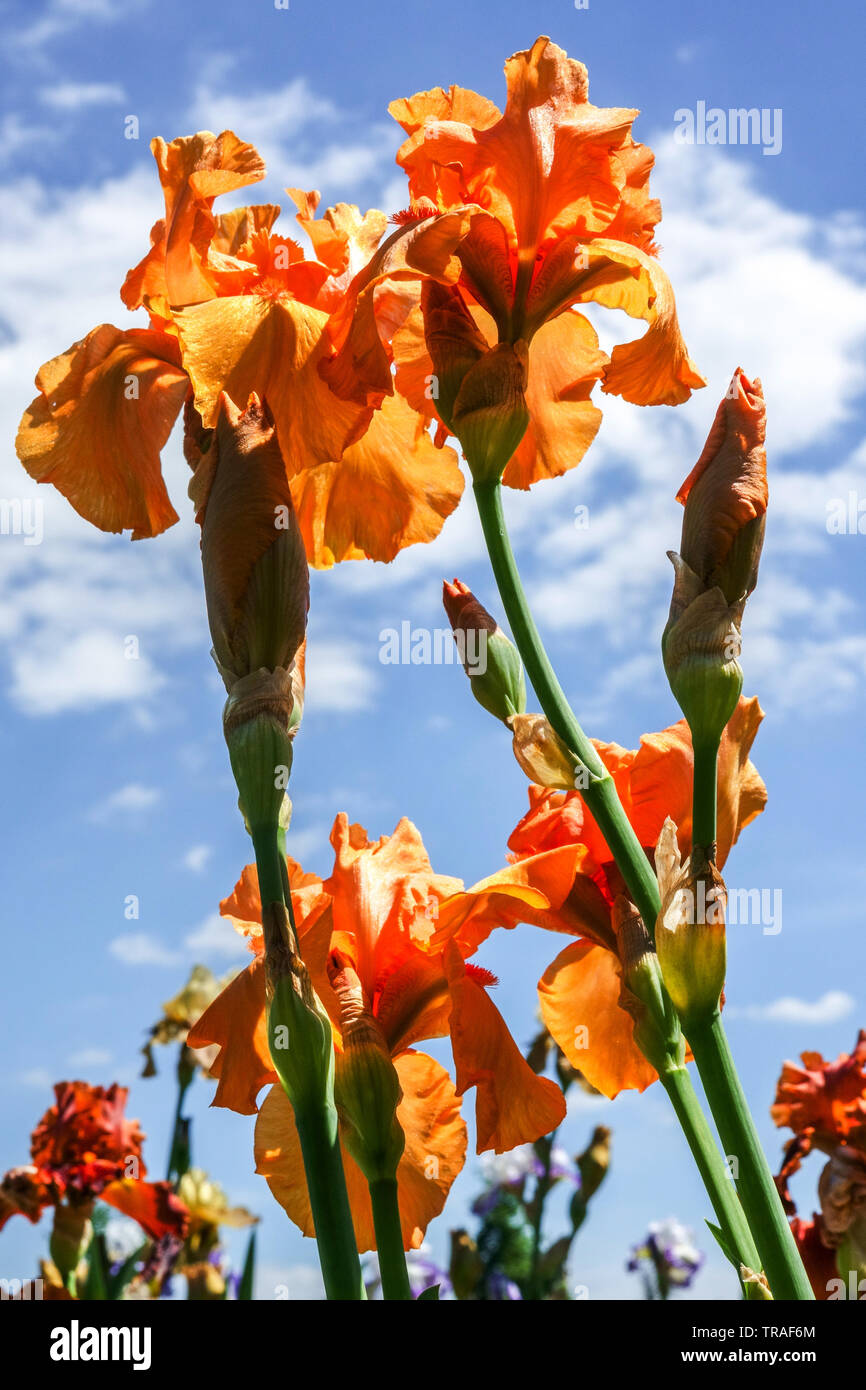 Orange Iris Blume 'Fireside Glow' Irisblumen, hohe Bearded Iris, schöne Gartenblumen, harzige mehrjährige Pflanze, blauer Himmel Mai Blumen blühen orange Stockfoto
