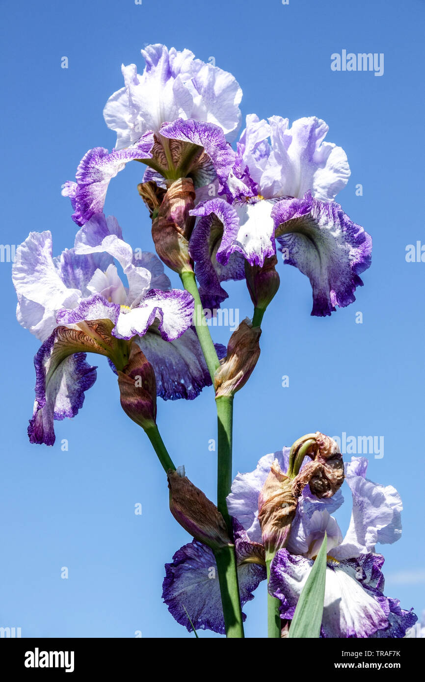 Blue White Iris pinnen Rad", Iris, Tall Bearded Iris, schöner Garten Blumen, mehrjährige Pflanze Stockfoto