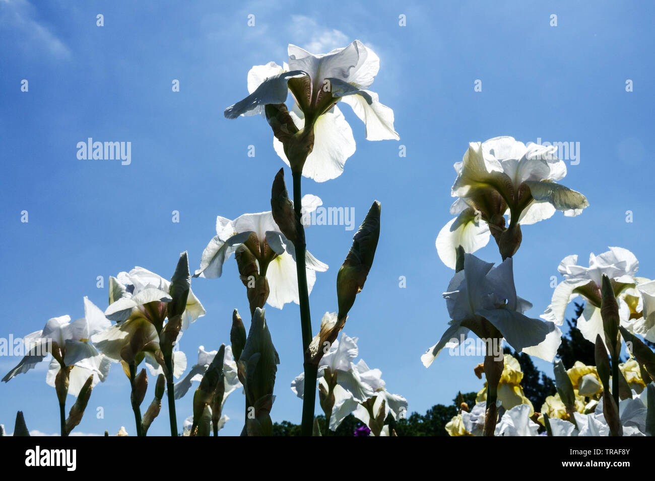 Weiße Iris „Arctic Snow“, Irisen, hohe Bärtige Iris, wunderschöne Gartenblumen, mehrjährige Pflanze, Blauer Himmel, der zu Himmelspflanzen aufblickt Stockfoto