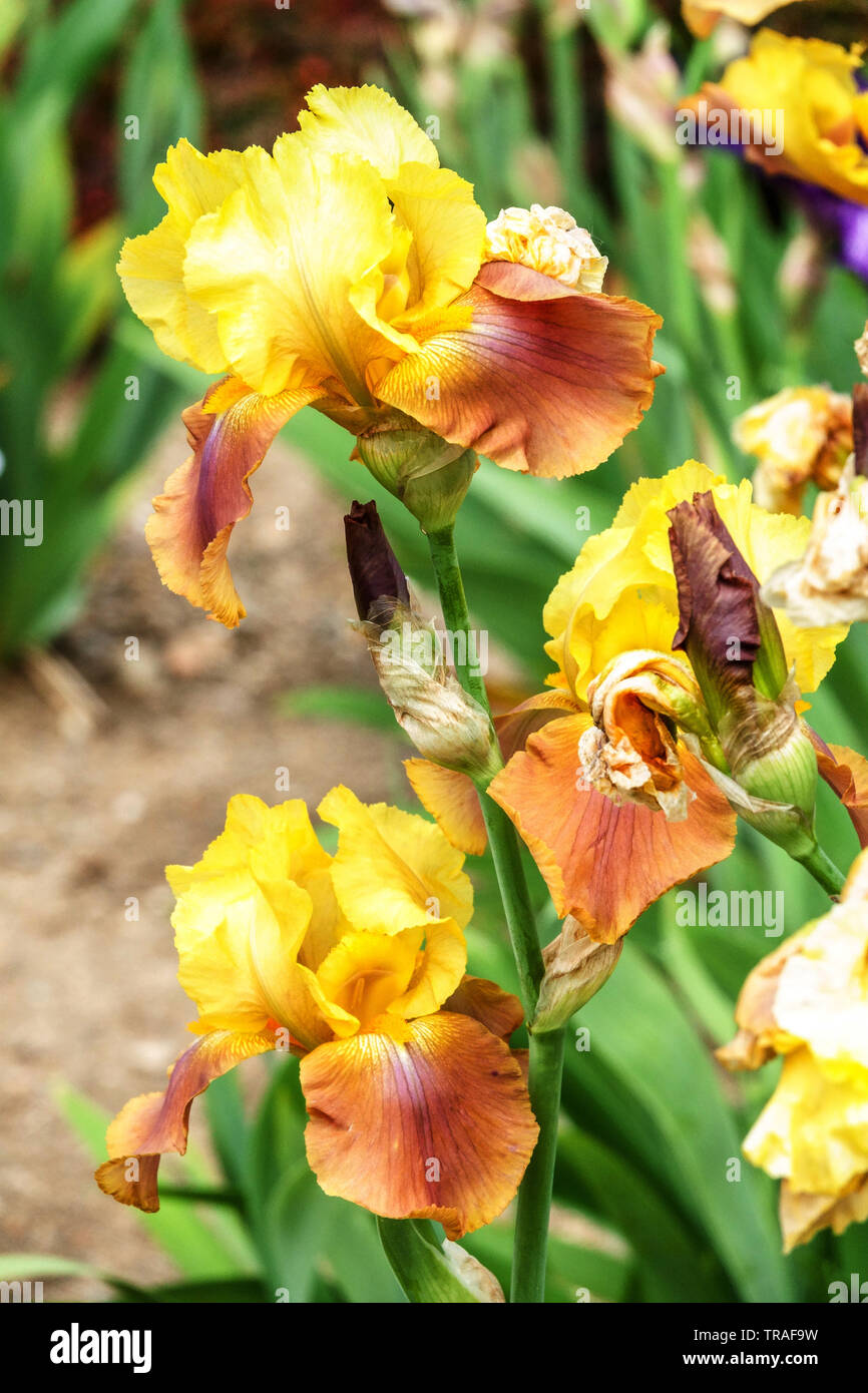Gelbe Iris „Gilded Down“, Iris, große bärtige Iris Gartenblumen, mehrjährige Pflanze Stockfoto
