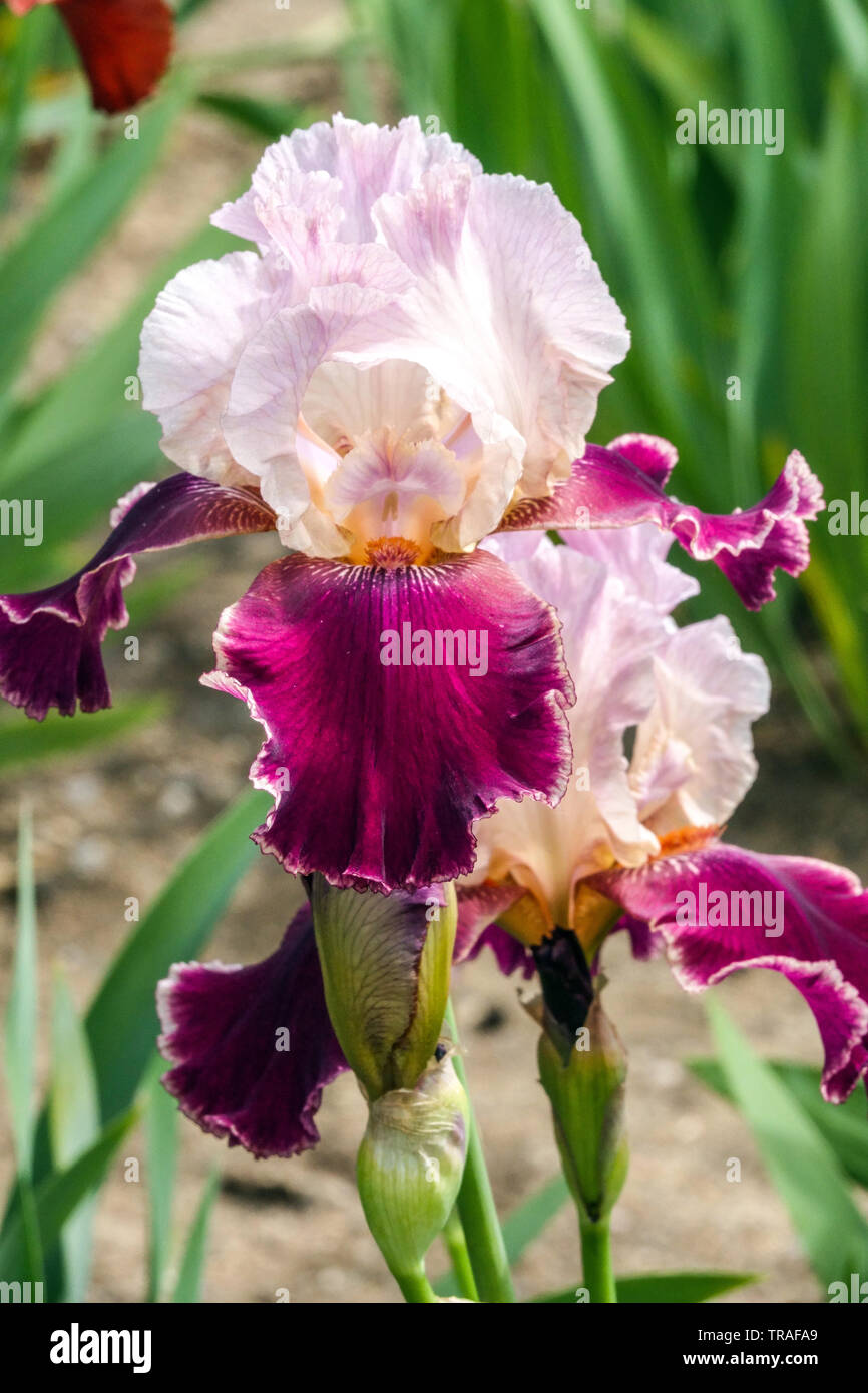 Purple Iris 'Latin Lover', Irises, hohe Bartlilie, schöne Gartenblumen, mehrjährige Pflanze Stockfoto