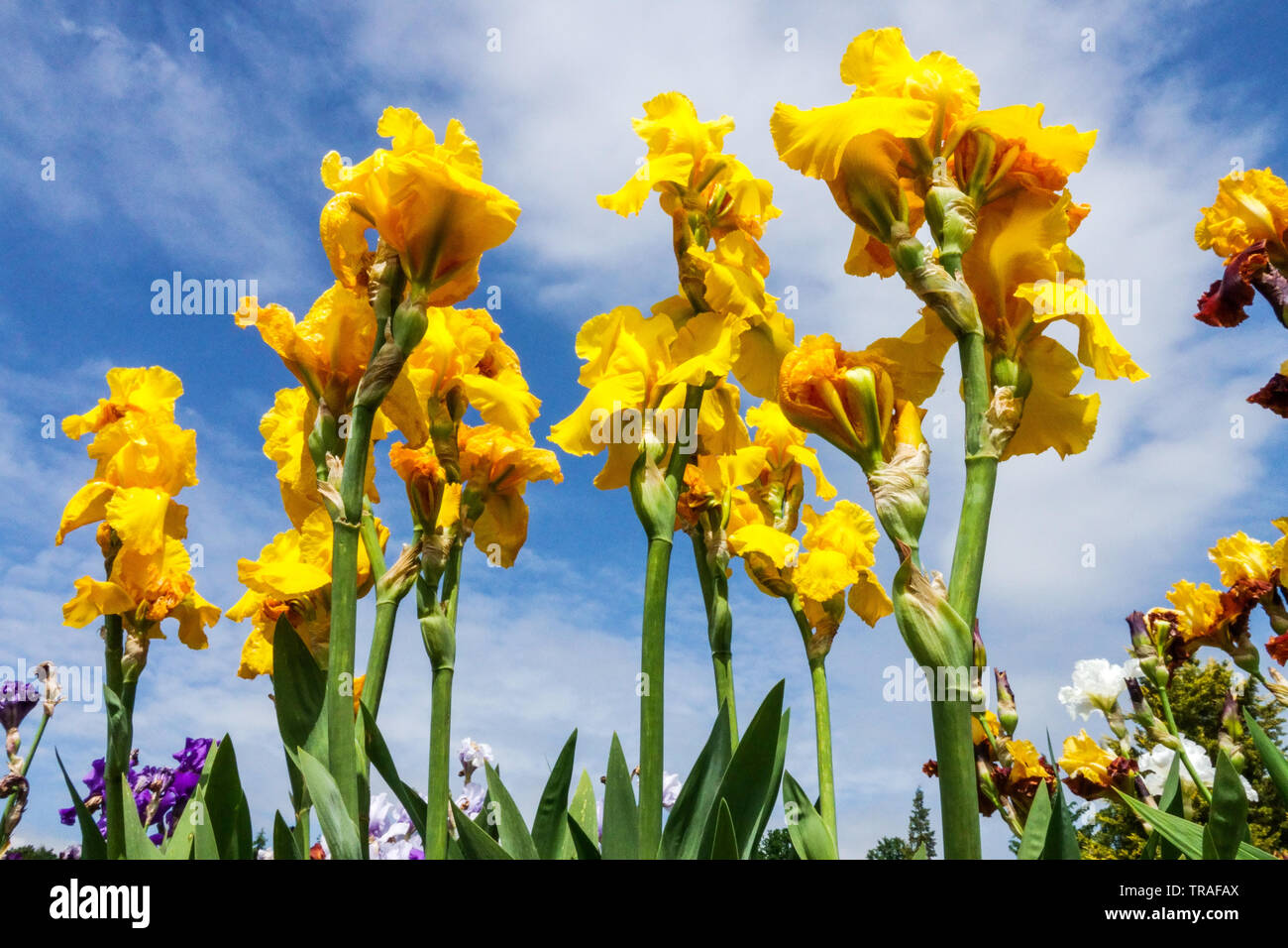 Yellow Irises „Carolina Gold“ Tall Beard Iris, Gartenblumen, mehrjährige Pflanzen mit Blick auf Himmelspflanzen Stockfoto