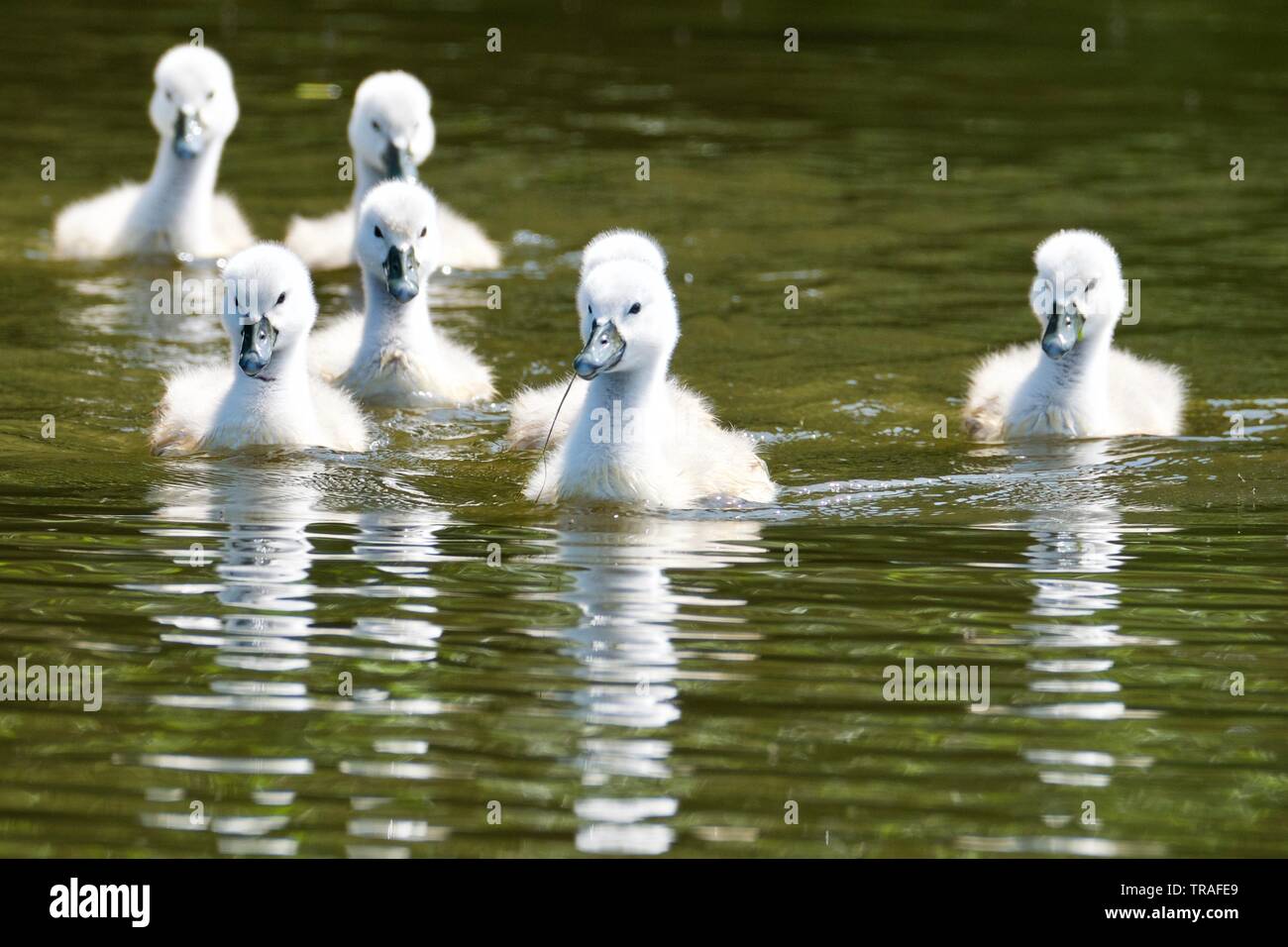 Schwäne und cygnets Stockfoto