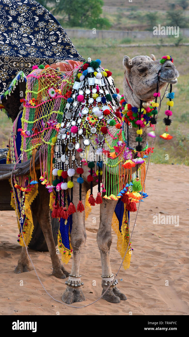 Eine dekorierte Kamel in Pushkar Camel Fair, eine jährliche Vieh Messe in der Stadt Pushkar, Rajasthan, Indien, Asien statt. Stockfoto
