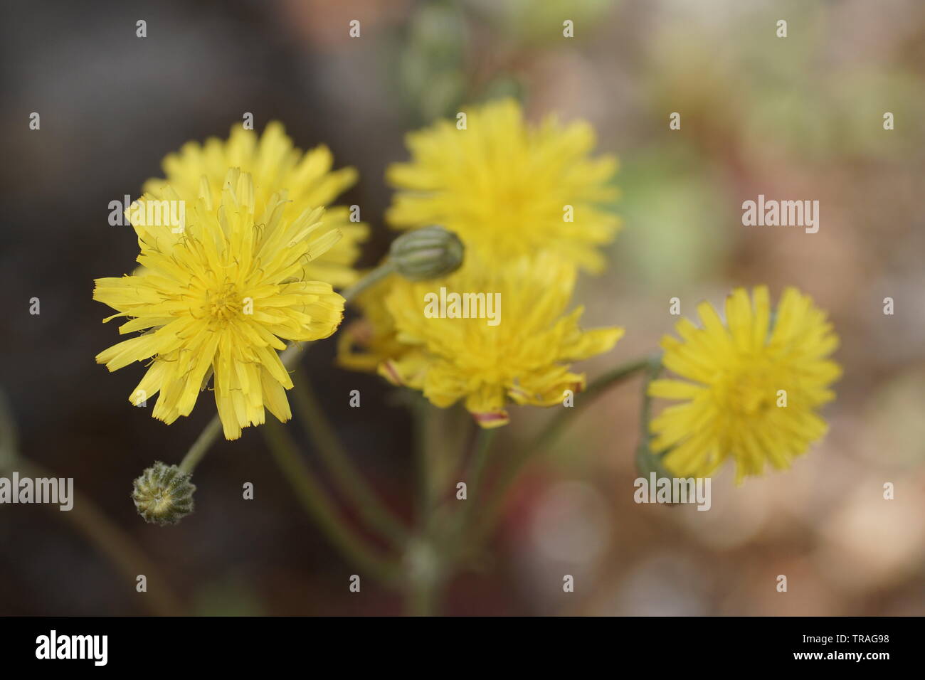 Crepis capillaris (Glatte Hawksbeard) Stockfoto