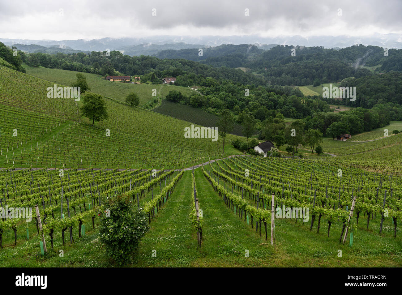 Die Weinberge von Weingut Tement, Berghausen, Steiermark, Österreich Stockfoto