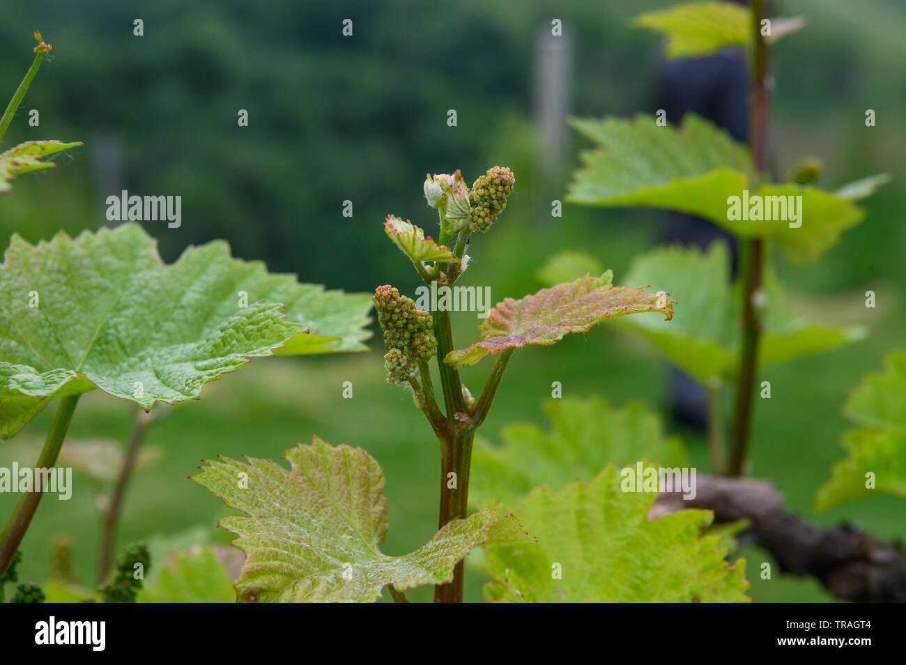 Blütenknospen von Zweigelt Reben an Kath., Steiermark, Österreich Stockfoto