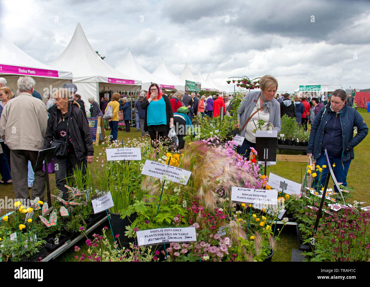 1. Juni 2019, Ingliston, Edinburgh, Schottland. Gartenarbeit Schottland 2019, beste Show Garten, Gold Medal der Royal Caledonian Gartenbau Gesellschaft für "verliehen Der Kaffee Garten' von Kirsty Wilson, krautige Supervisor der Royal Botanic Garden Edinburgh mit ihren aufgehängten Stuhl center Stück ausgelegt. Menschenmassen strömten zu den jährlichen Garten zeigen auf eine eher bewölkt Samstag die Exponate zeigen, Gärten zu sehen und Pflanzen zu kaufen, direkt vom Produzenten aus ganz Schottland und Großbritannien. Stockfoto