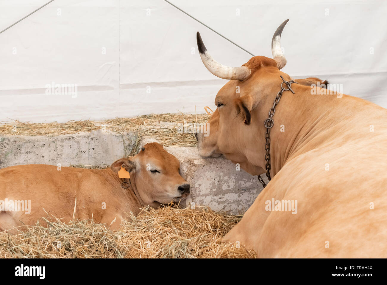 Eine wohlgenährte gesunde Kuh mit großen Hörnern liegt in einem modernen Scheune mit Schlaf Kalb. Das Konzept der mütterlichen Liebe und Kinderbetreuung Stockfoto