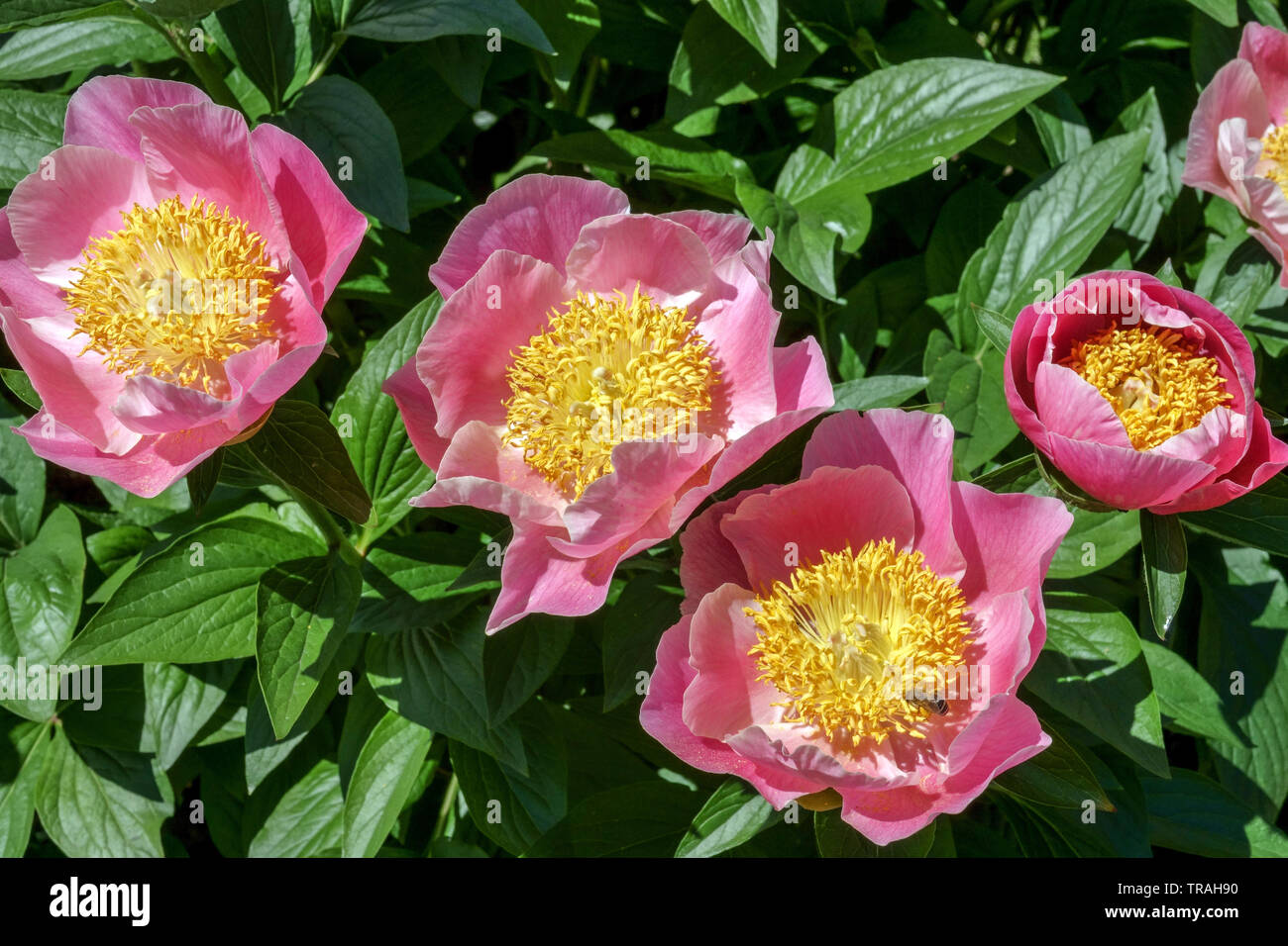 Paeonia lactiflora 'Gedanken', rosa Pfingstrose, GartenPfingstrosen Stockfoto