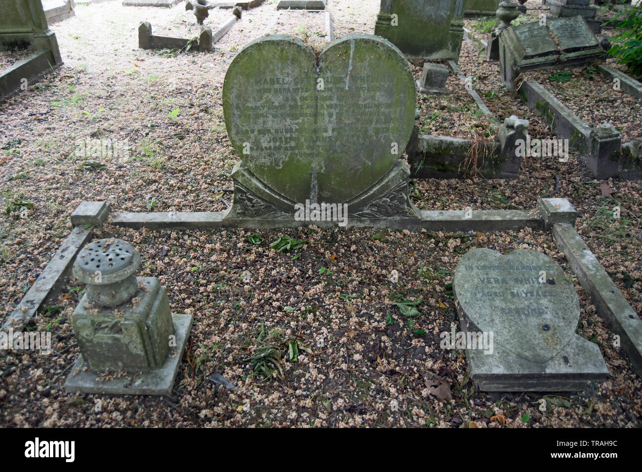 Familie Grundstück in mortlake Friedhof, im Südwesten von London, das schließt die Begräbnisstätte der Asche des Schauspielers Carol White Stockfoto