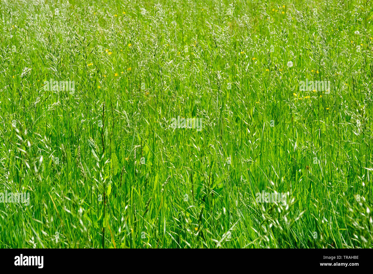 Close-up von Gräsern in einer Heu Feld - Johannes Gollop Stockfoto