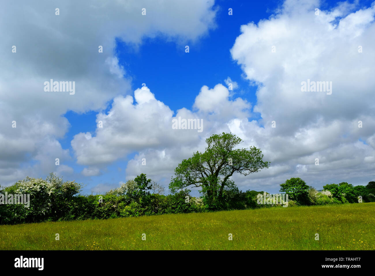 Ein kornisches Hedge mit blühenden werden die Bäume im Frühling - Johannes Gollop Stockfoto