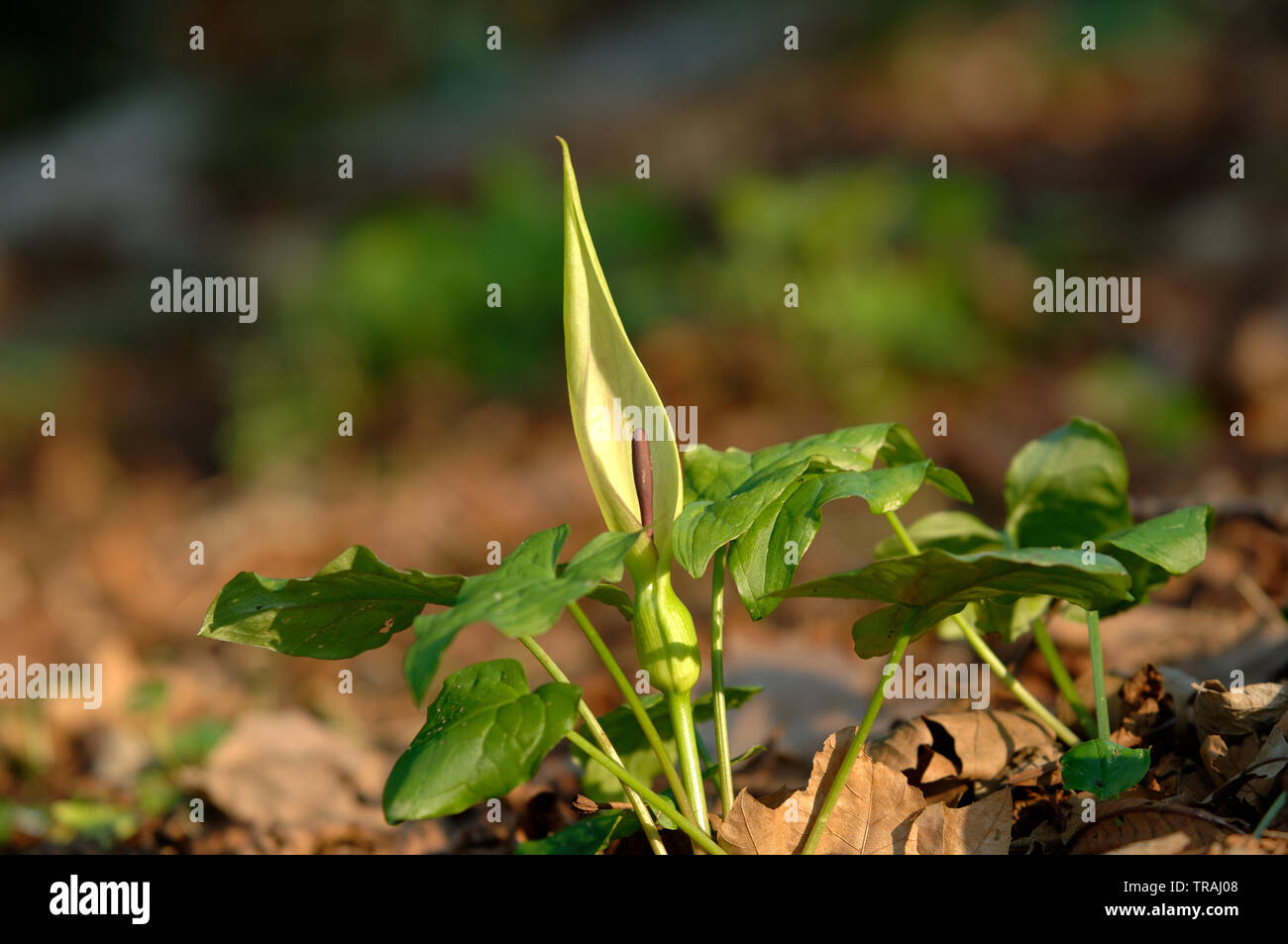 Kuckuck Pint Arum maculatum (ansonsten wie Lords und Ladies, die Priester Drehbolzenarme, Robin, Starchwort, Rampe und Kälber Fuß), Wasser Newton bekannt, Banken o Stockfoto