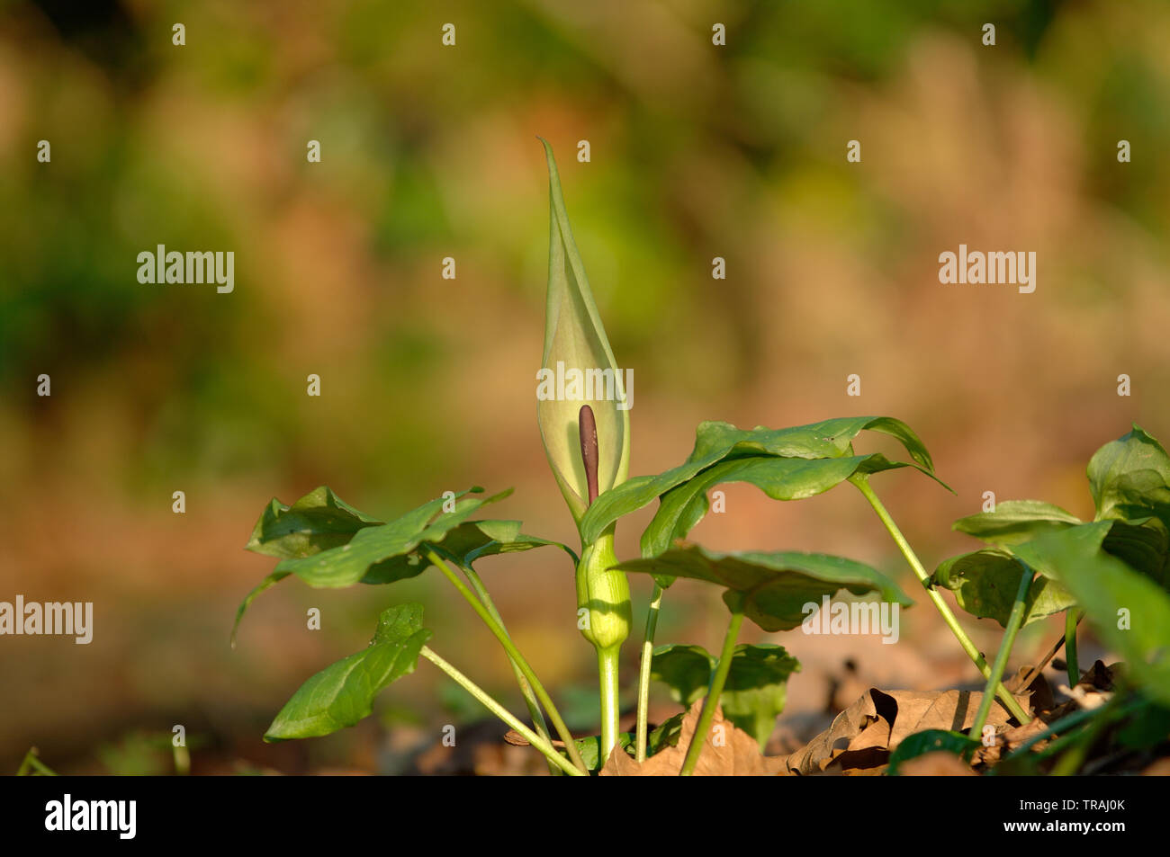 Kuckuck Pint Arum maculatum (ansonsten wie Lords und Ladies, die Priester Drehbolzenarme, Robin, Starchwort, Rampe und Kälber Fuß), Wasser Newton bekannt, Banken o Stockfoto