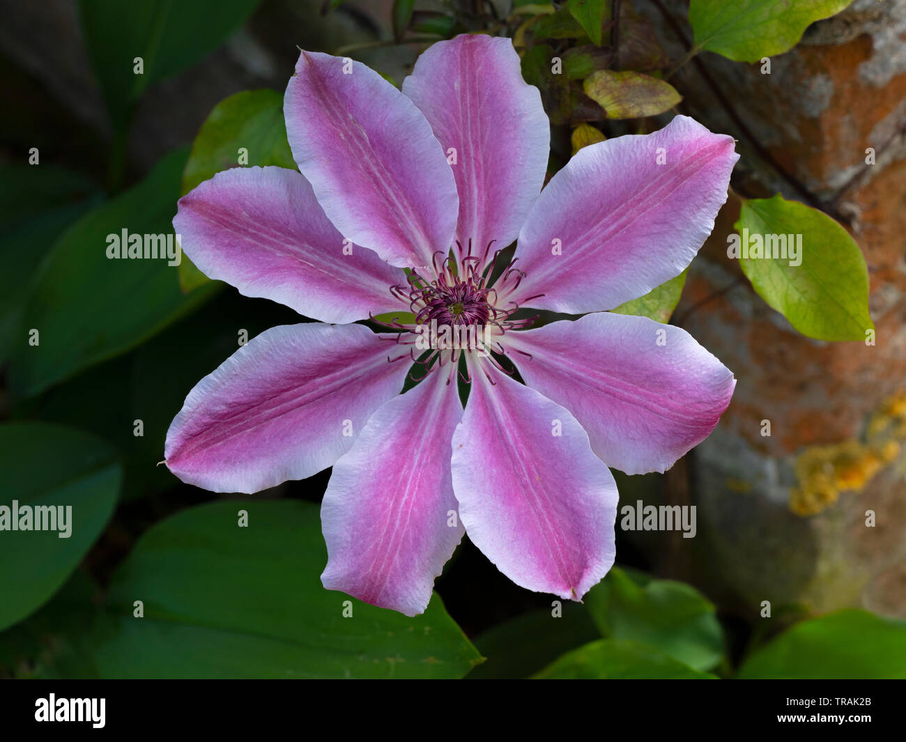 Clematis 'Nelly Moser' Norfolk UK Stockfoto