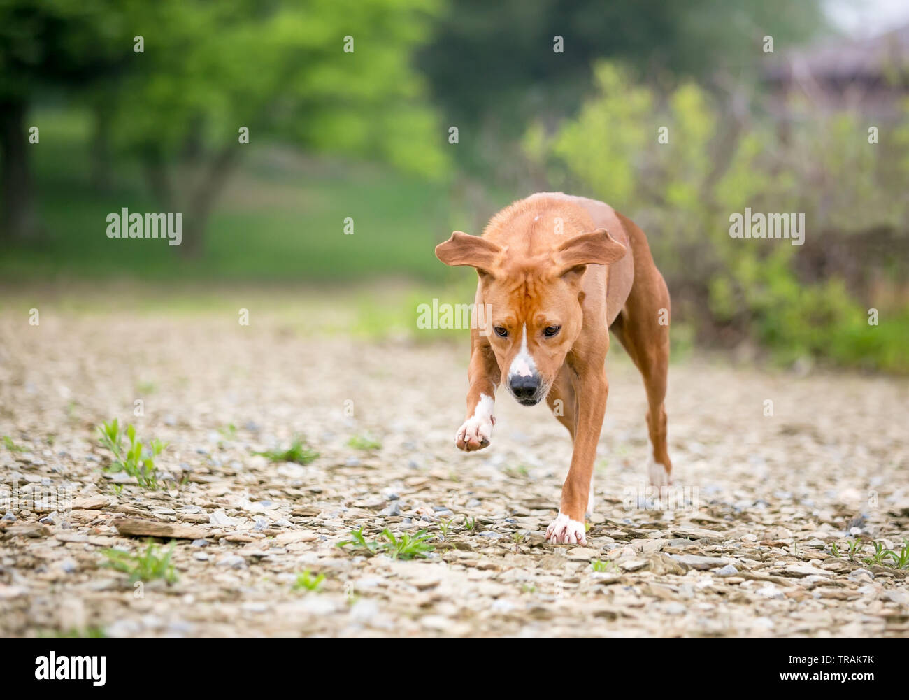 Eine rot-weiße gemischte Rasse Hund läuft im Freien Stockfoto