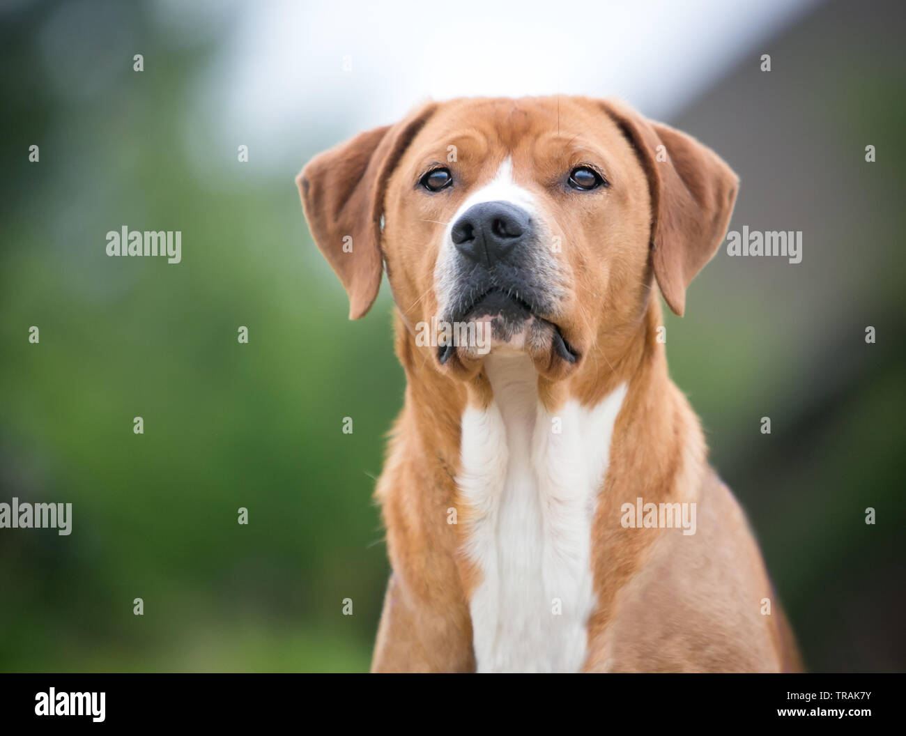 Eine rot-weiße gemischte Rasse Hund im freien Blick in die Ferne Stockfoto