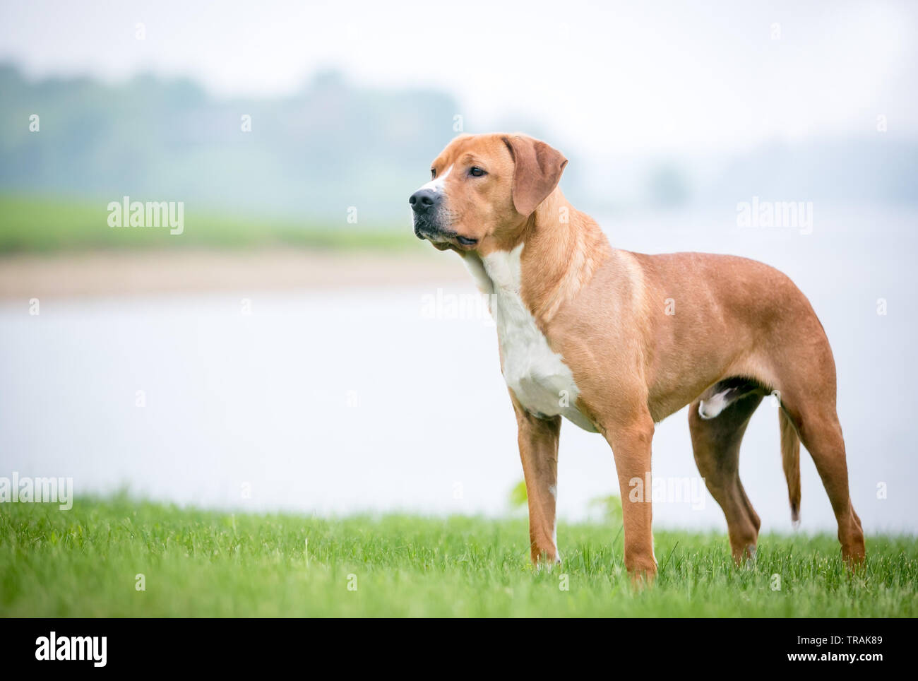 Eine rot-weiße gemischte Rasse Hund neben einem See Stockfoto