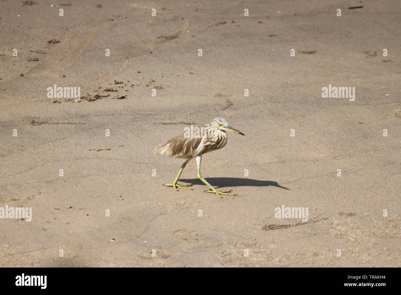 Am Strand in Panjim, Goa, Indien Vogel Stockfoto