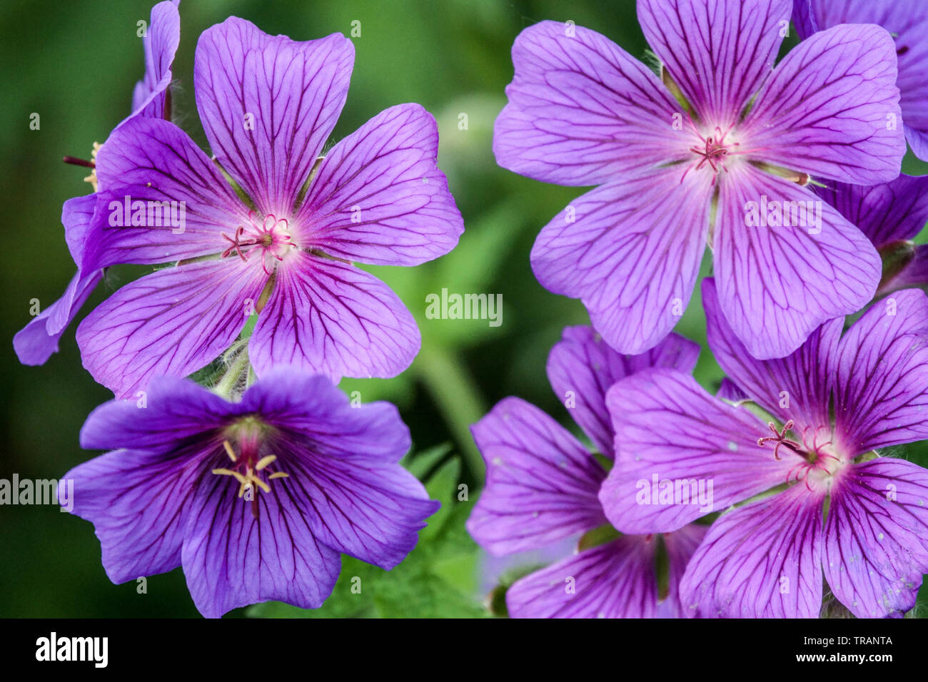 Purple Cranesbill Geranium Rosemoor Hardy Geranien Stockfoto
