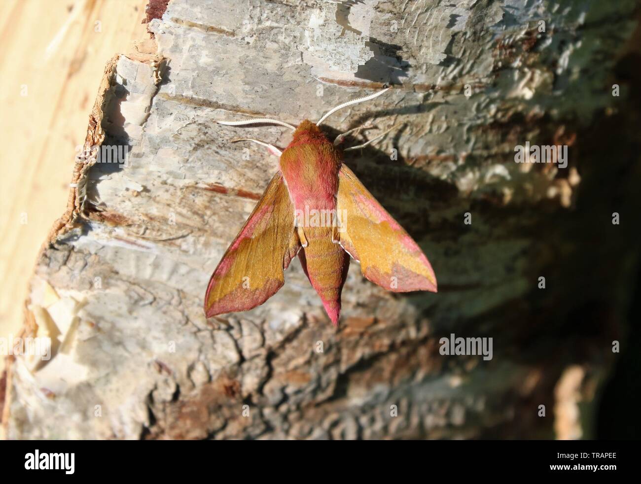 Wild life und Landschaften von milnrow und Rutland Stockfoto