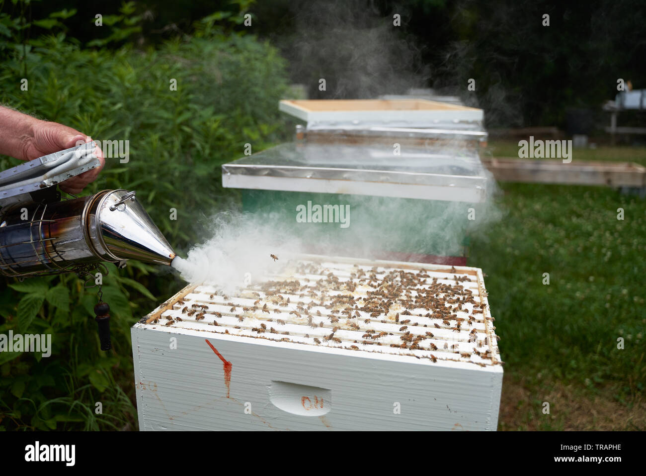 Ein Imker raucht das Hive die Honigbienen vor dem Testen der Gesundheit der Kolonie zu beruhigen. Urban beeking hat viel populärer geworden in den letzten Jahren. Stockfoto