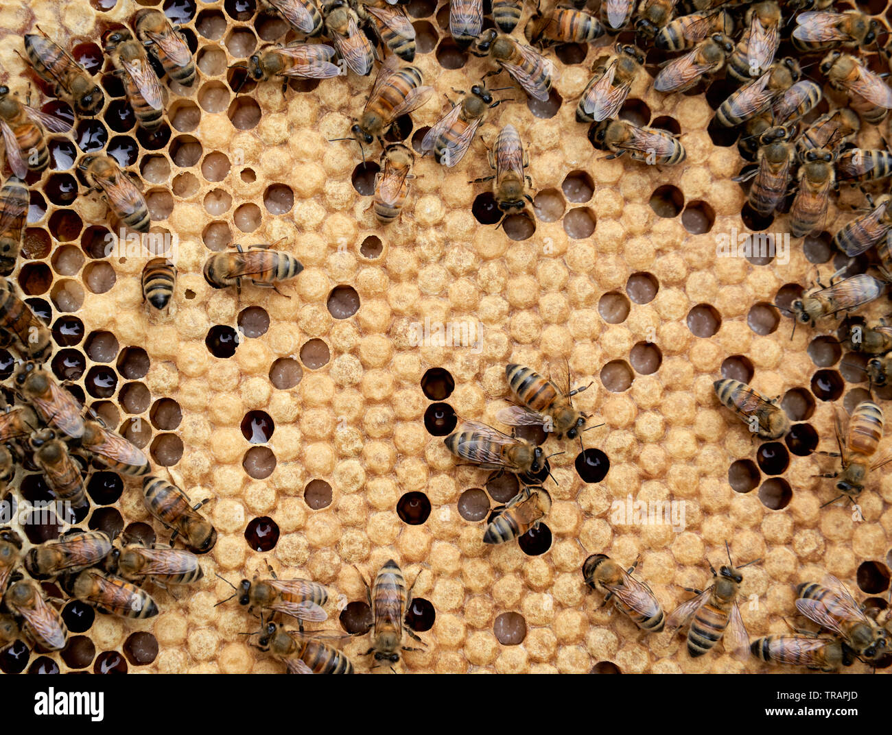 Bienen auf einen Rahmen. Die weißen Zellen unter den gelben sind jedoch Larven Bienen. Urban beeking hat viel populärer geworden in den letzten Jahren. Stockfoto