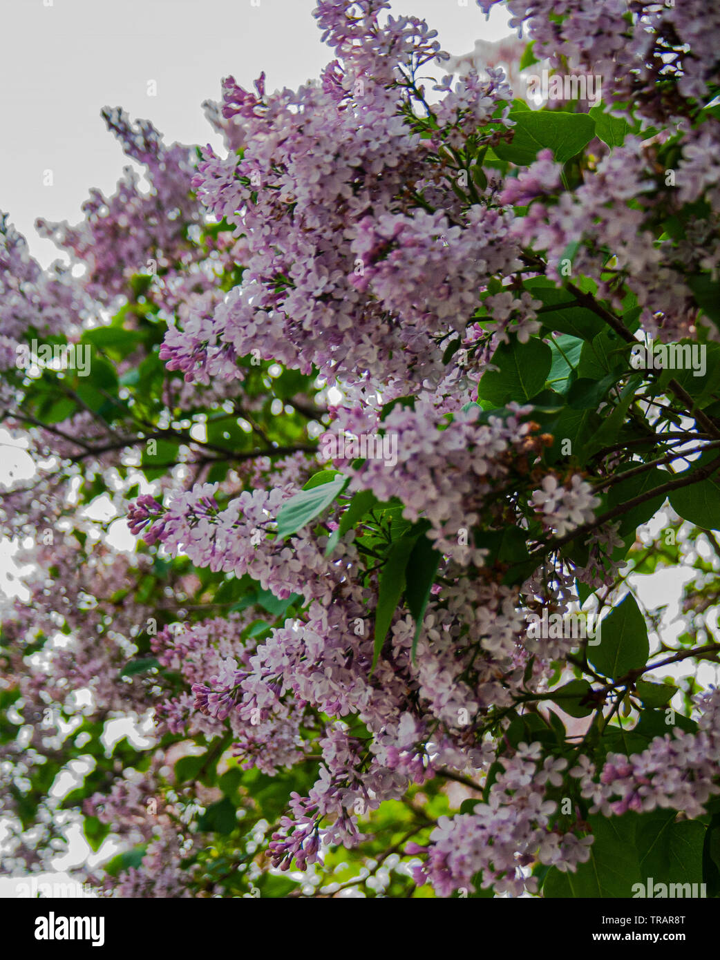 Rosa Blume Baum blüht im Frühjahr in Toronto Stockfoto