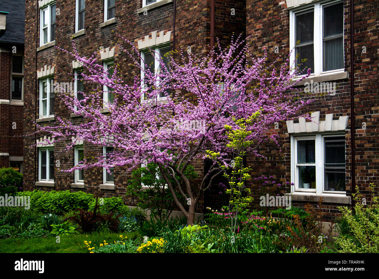 Rosa Blume Baum blüht im Frühjahr in Toronto Stockfoto