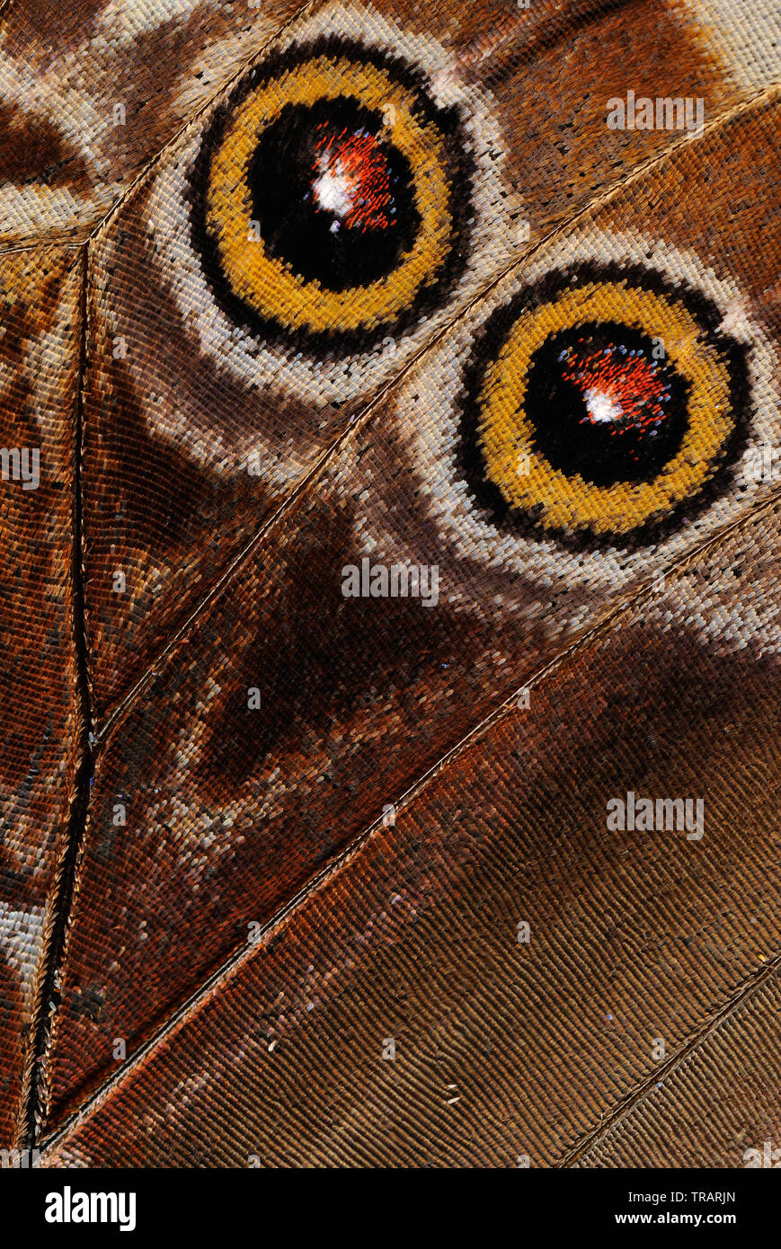 Detaillierte Nahaufnahme eines Morpho Schmetterling (Morpho peleides) Flügel. Stockfoto