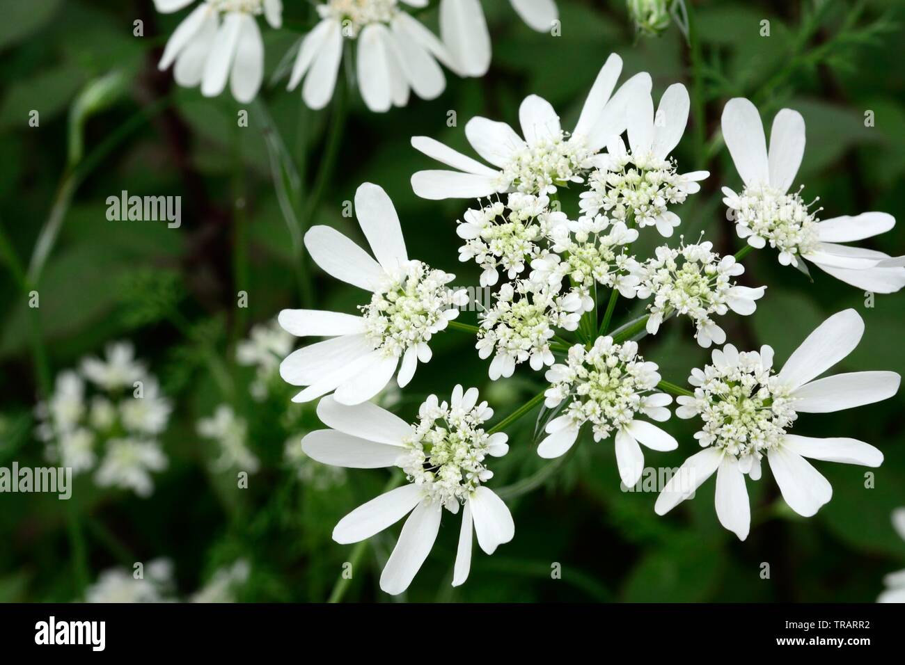 Orlaya grandiflora Weiße Spitze Blumen Stockfoto