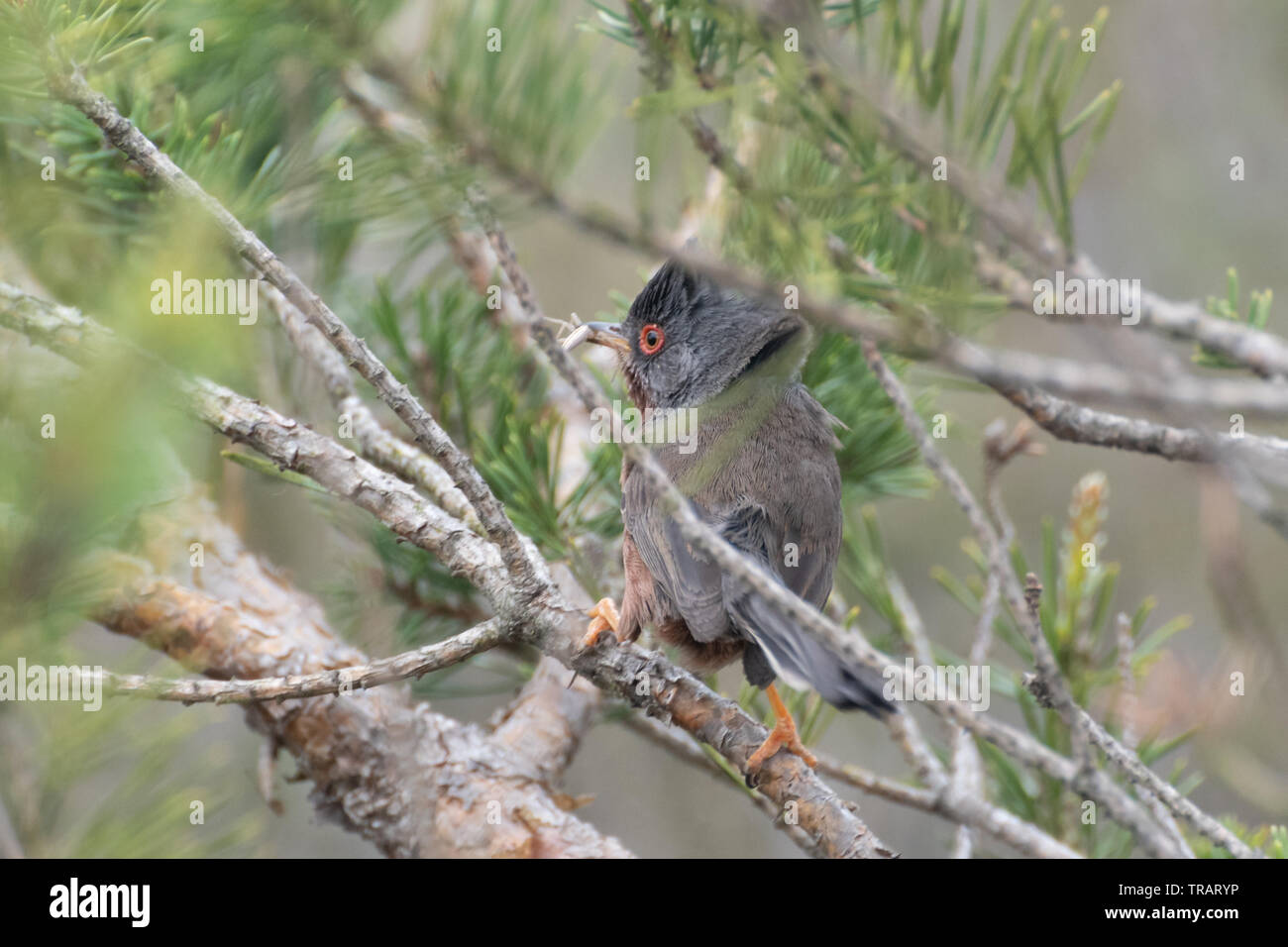 Dartford Warbler (Sylvia undata), kleiner Vogel in einen Baum mit einer Spinne im Schnabel, Surrey, Großbritannien Stockfoto