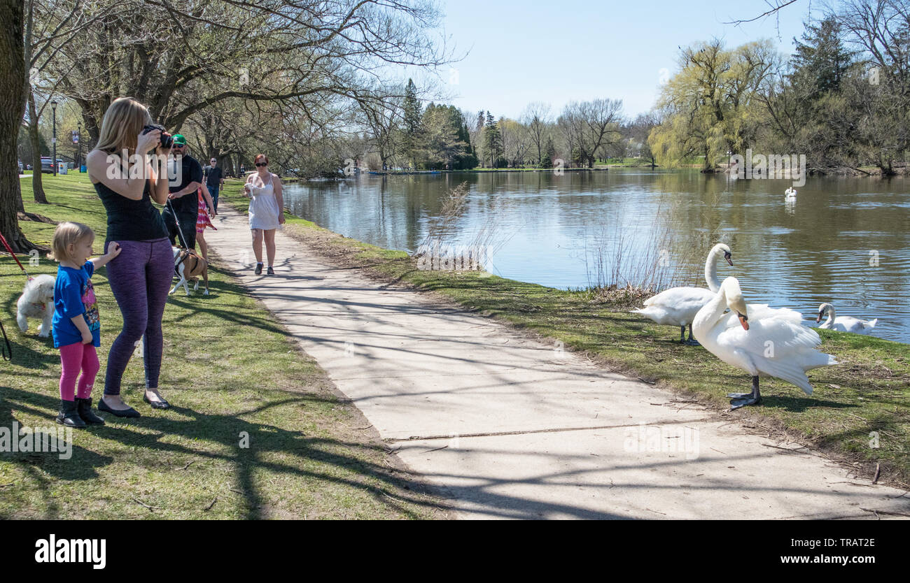 In Stratford, Leute einfach bewundern und fotografieren die Schwäne. Stockfoto