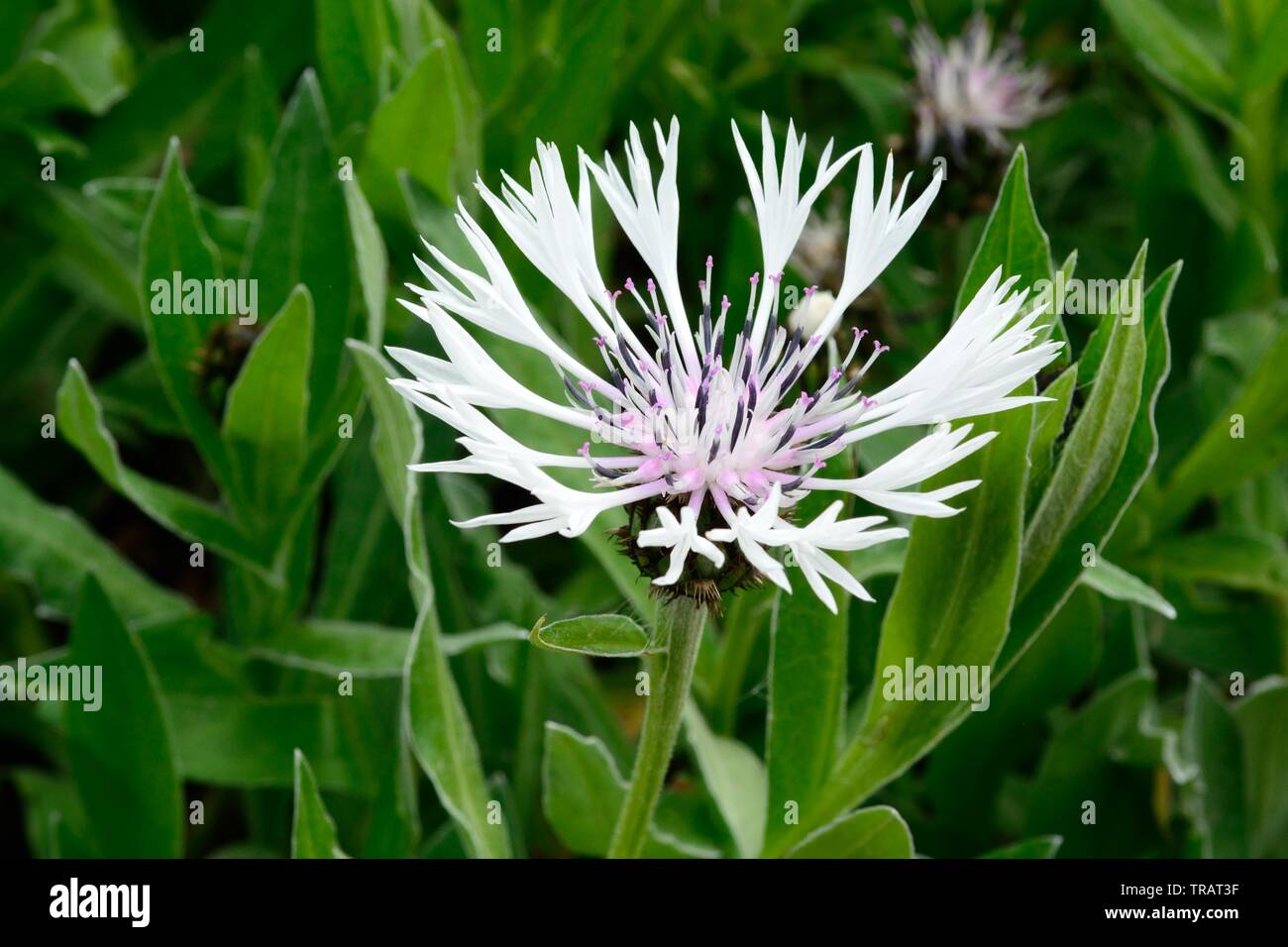 Centaurea montana Alba Weiße Staude kornblume Blumen Berg Flockenblume Stockfoto