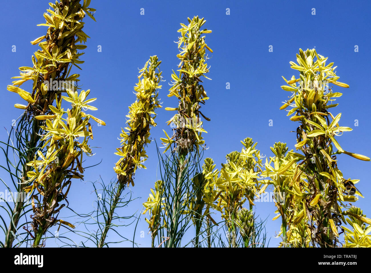 Gelb asphaltierte Blüten Asphodeline lutea gegen blauen Himmel Stockfoto