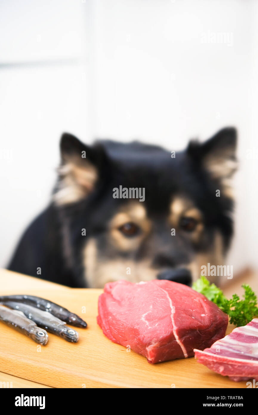 Hungrig Hund am Tisch betteln. Stockfoto