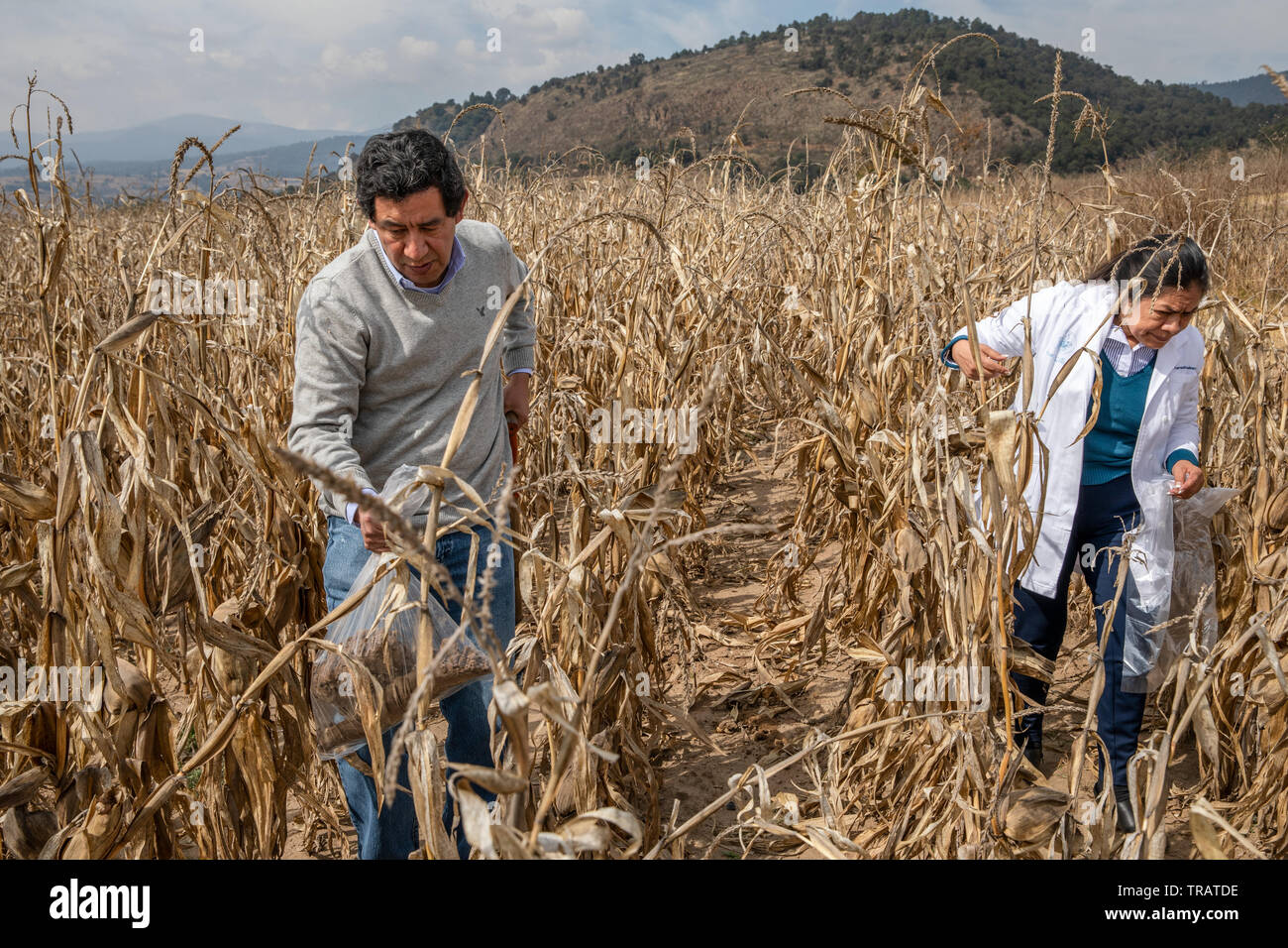 Mann und Frau Wissenschaftler team Armando Tapia und Teresita Jimenez, aus dem Benemrita - Universidad Aut noma de Puebla und nehmen Sie Proben von kontaminiertem Boden aus illegalen gas Diebstahl, in der Nähe der Gemeinde La Preciosita, Puebla, Mexiko, 16. Januar 2019. Der Bundesstaat Puebla ist bekannt für seine hohe Mengen an illegalen gas Diebstahl bekannt. Stockfoto