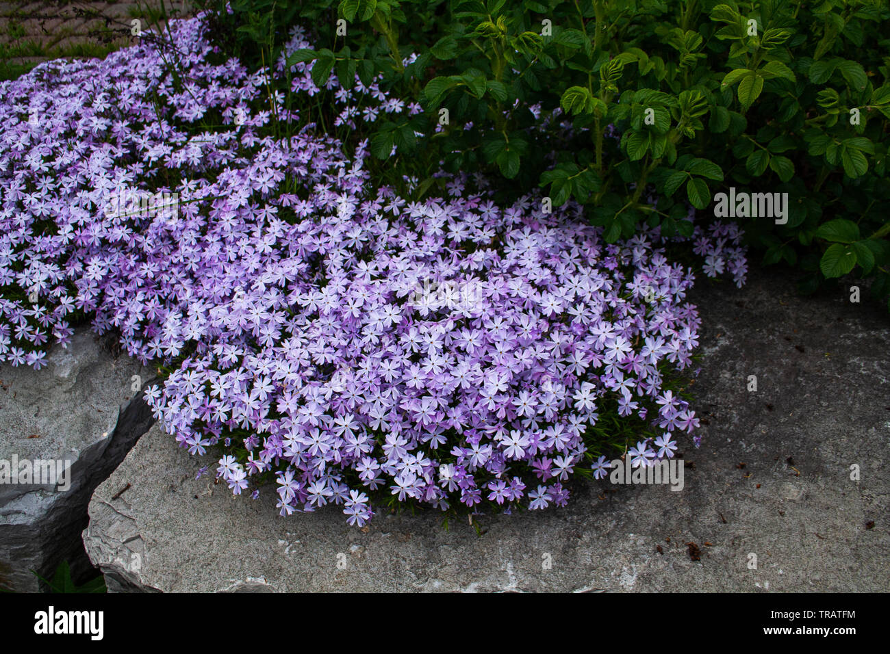Violett kleine Blumen blühen im Frühjahr Stockfoto