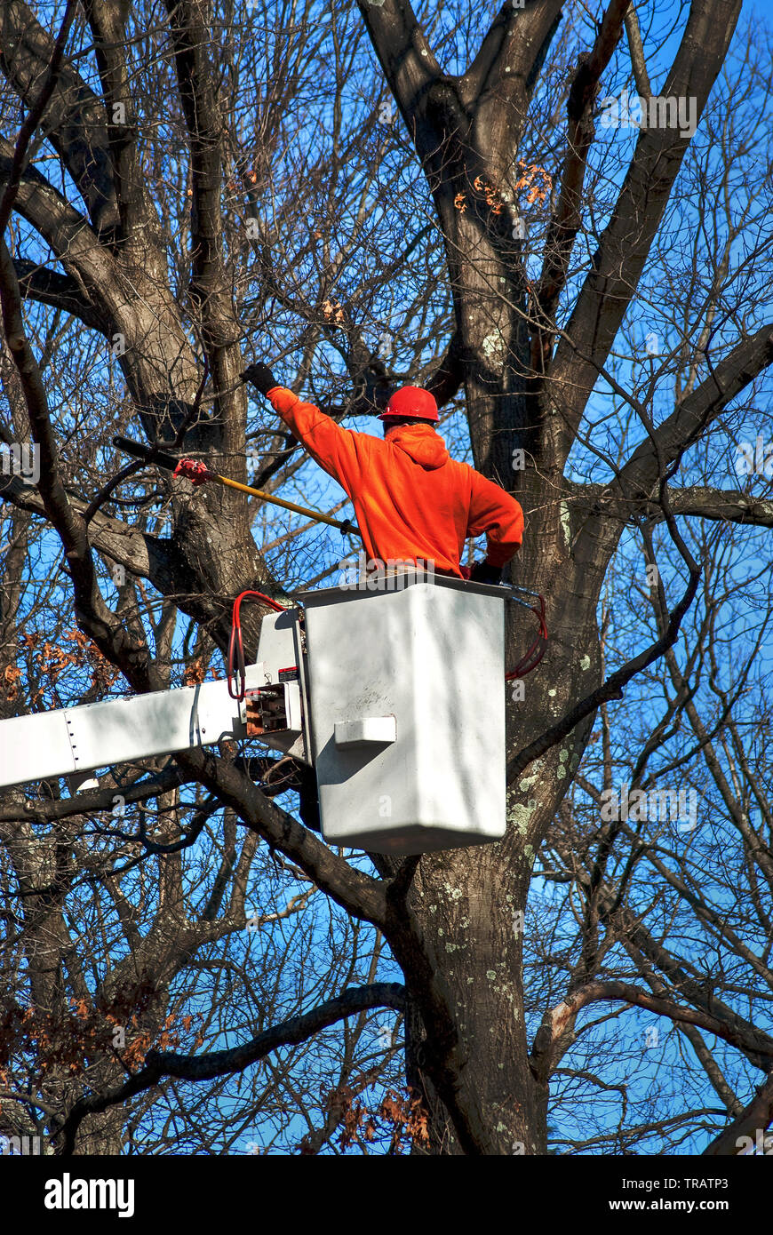 Tree Worker (baumzüchter) Schneiden von Ästen mit Kettensäge Pole Gartenschere Stockfoto