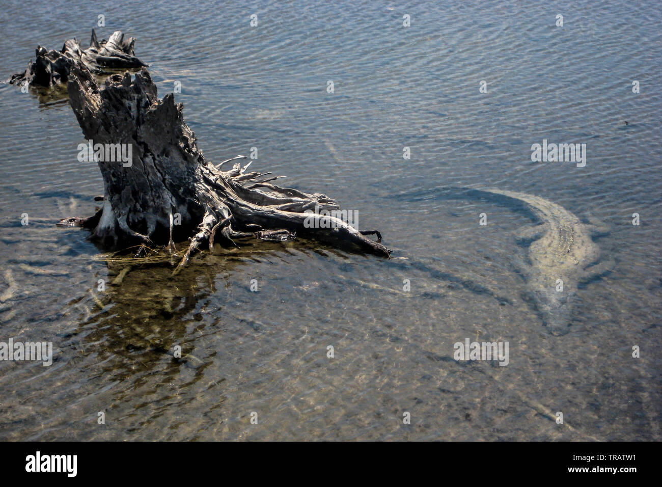 Ein amerikanisches Krokodil im flachen Wasser in Cozumel, Mexiko lauern (Crocodylus acutus) Stockfoto