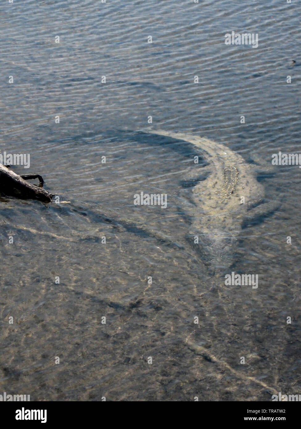 Ein amerikanisches Krokodil im flachen Wasser in Cozumel, Mexiko lauern (Crocodylus acutus) Stockfoto