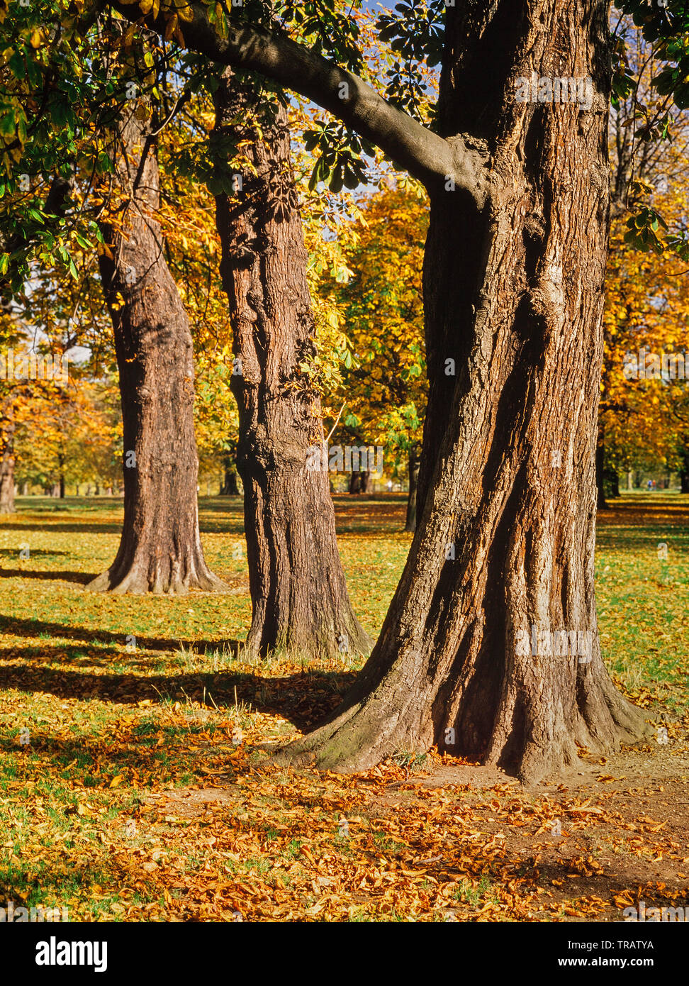 Reiche Farben des Herbstes, UK Wald Stockfoto