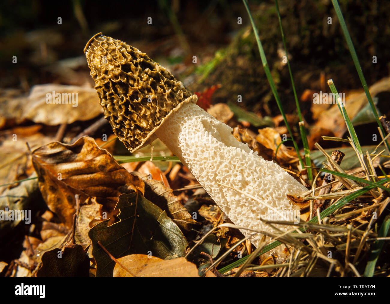 Exemplar des Gemeinen Stinkmorchels Fliegenpilz, Phallus impudicus, Wendover Woods, UK. Herbst Stockfoto
