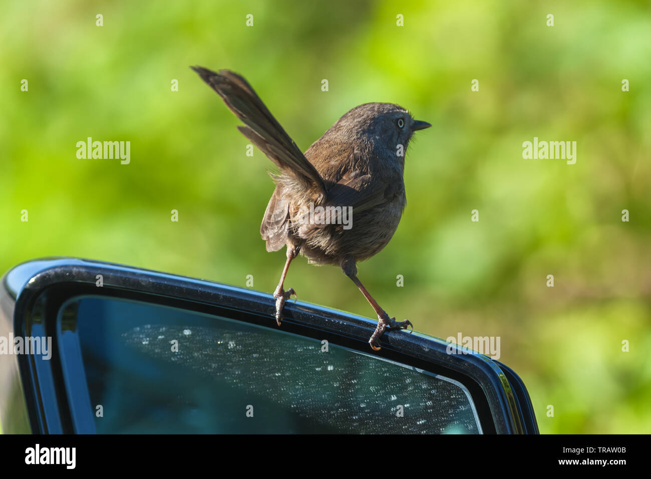 (Wrentit Chamaea fasciata) Sitzstangen auf dem Auto Rückspiegel, Point Reyes National Seashore, California, United States. Stockfoto